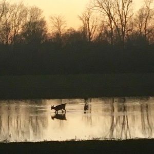 Meet your Posher, Bob